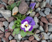 FrauSein im Wandel – Das Frauenbild im Laufe der Zeit